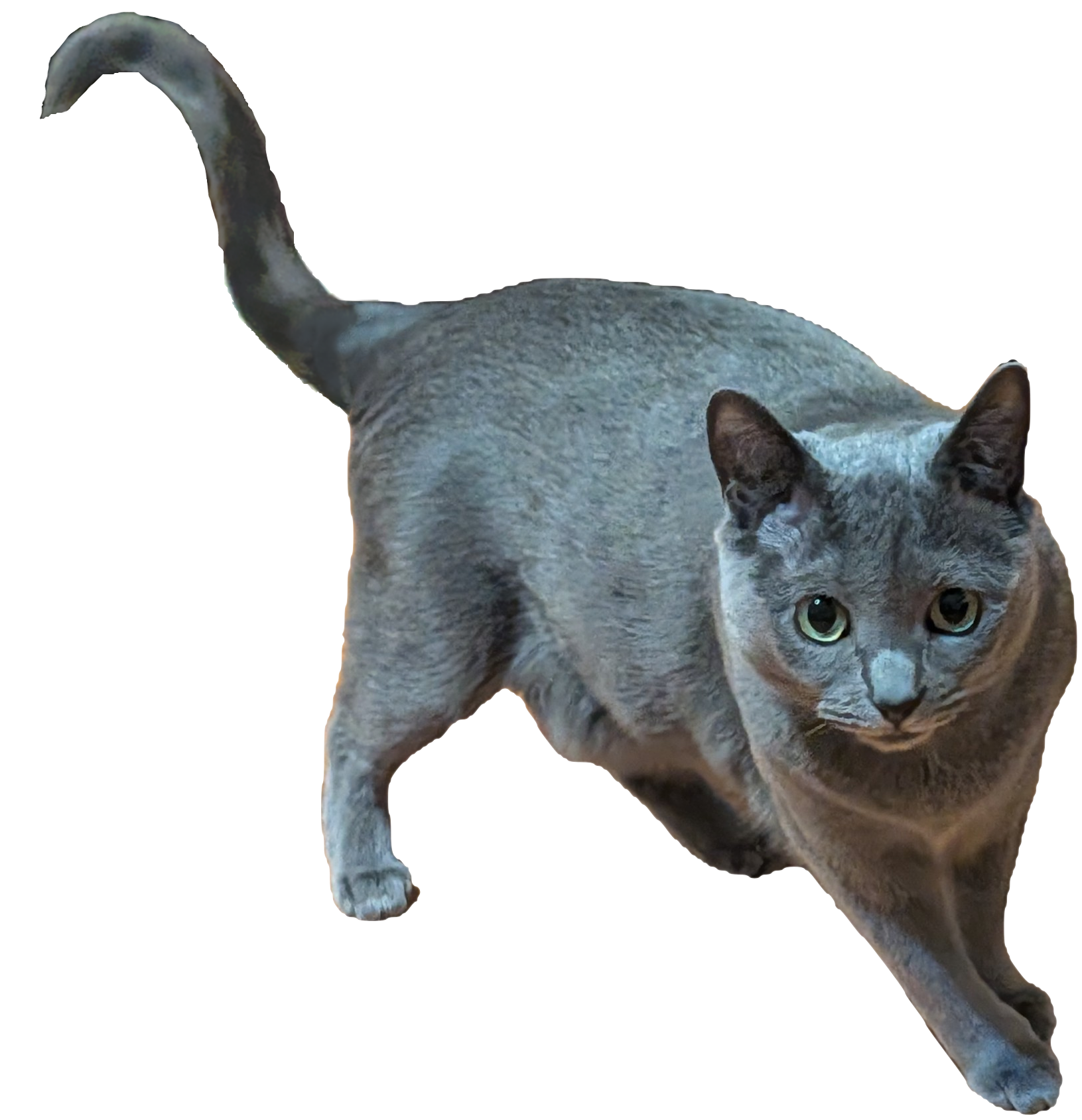 :3 meow